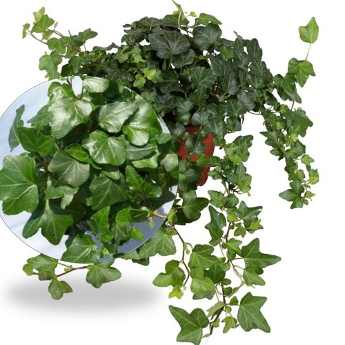 Hedera helix 'Green Wonder' - Harilik luuderohi 'Green Wonder' P9/0,55L
